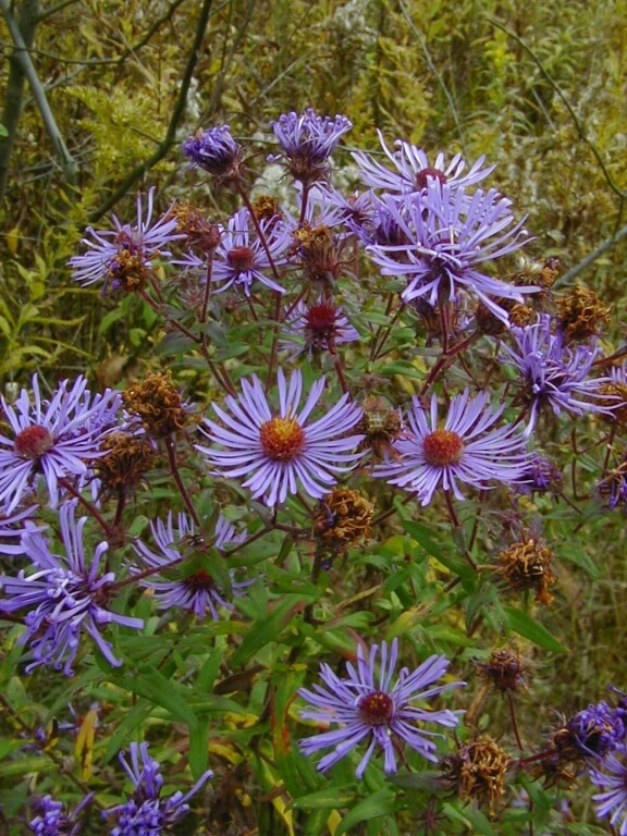 Purple asters blooming in a field