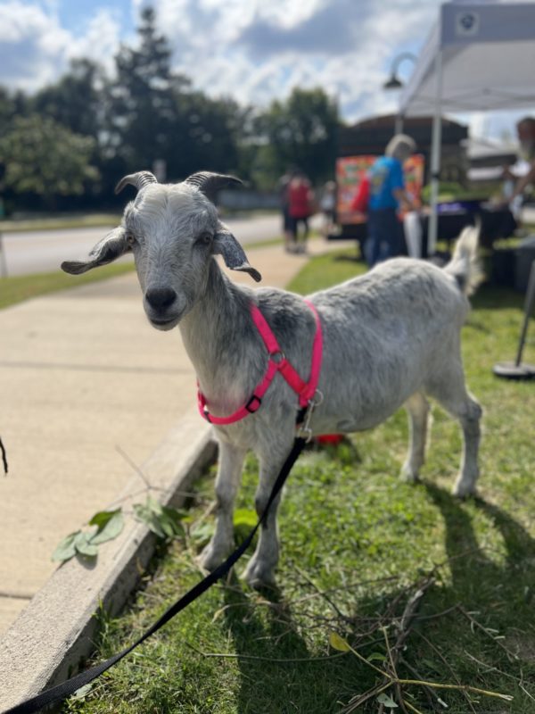 Goat on leash enjoying outdoor market event.