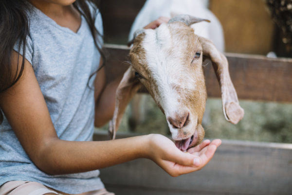 Child feeding goat at petting zoo.