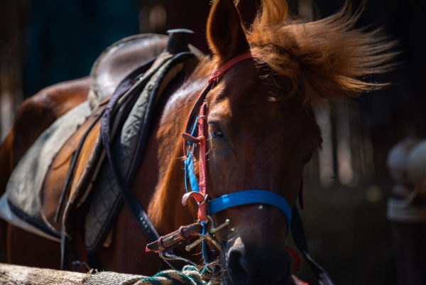 Brown horse with saddle and multicolored bridle.